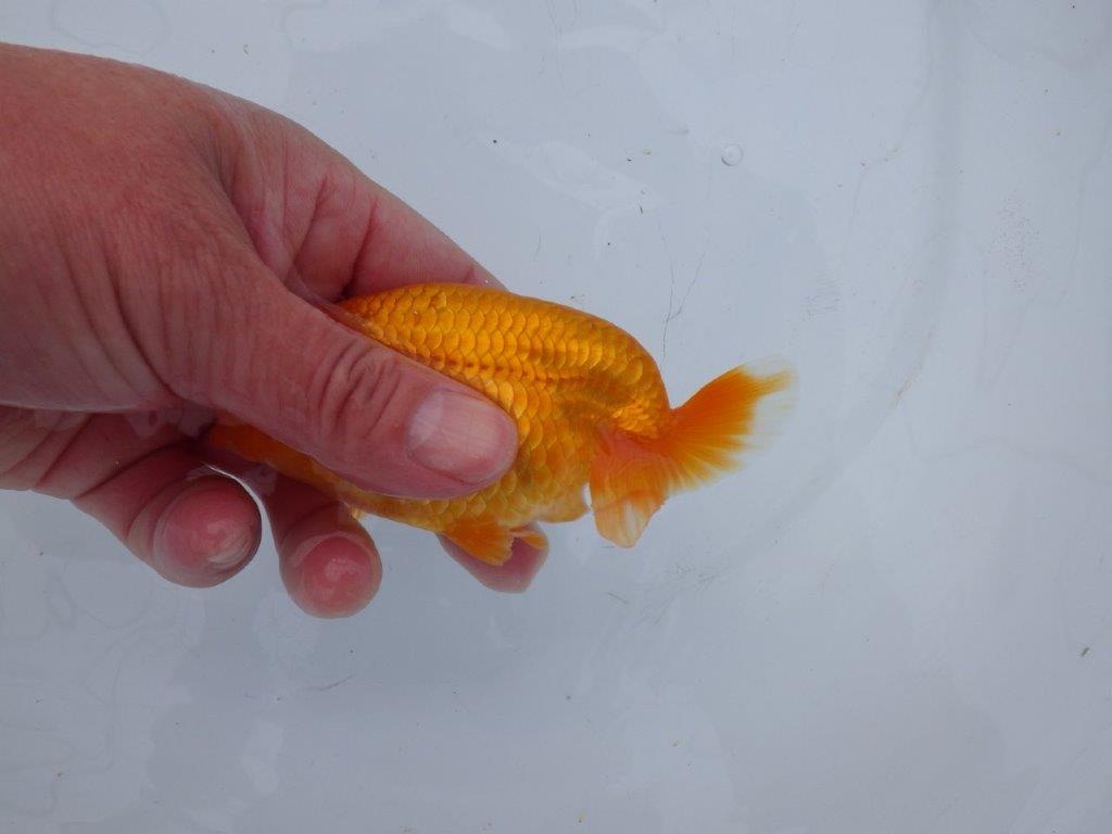 【 愛知超優良系統様】管理魚当歳らんちゅう A 四ッ尾 二本舵 約11,5㎝  メス？