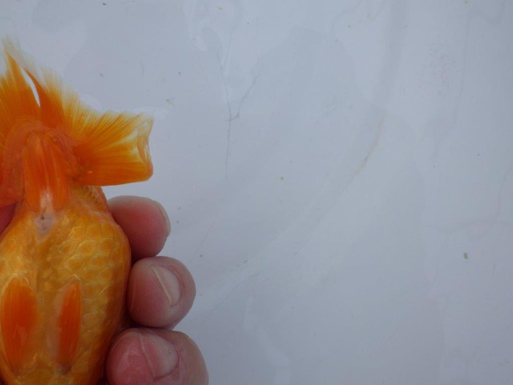 【 愛知超優良系統様】管理魚当歳らんちゅう A 四ッ尾 二本舵 約11,5㎝  メス？