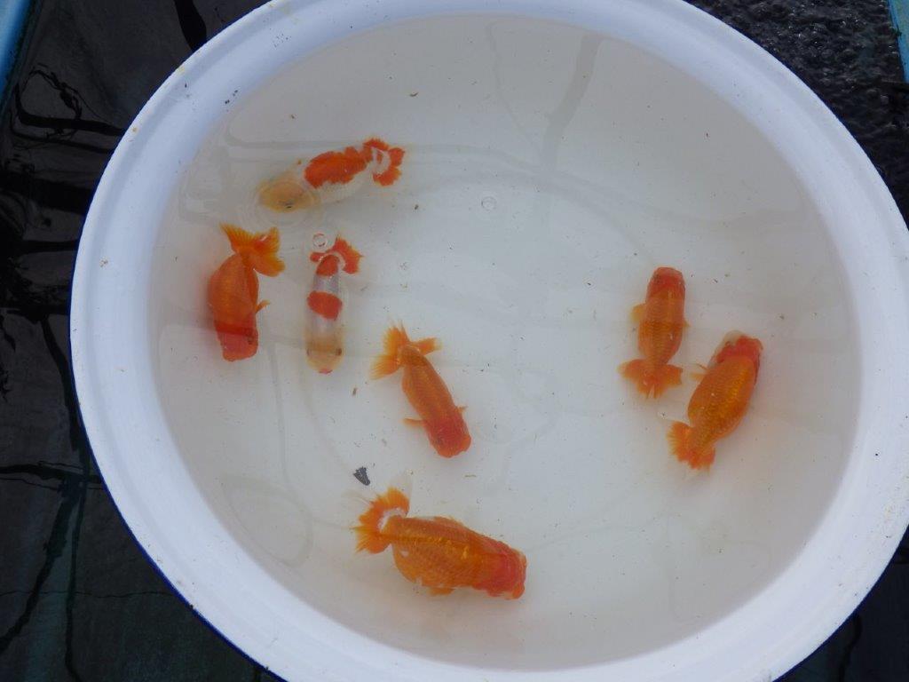 【 愛知超優良系統様】管理魚当歳らんちゅう B 四ッ尾 二本舵 約11㎝ メス?