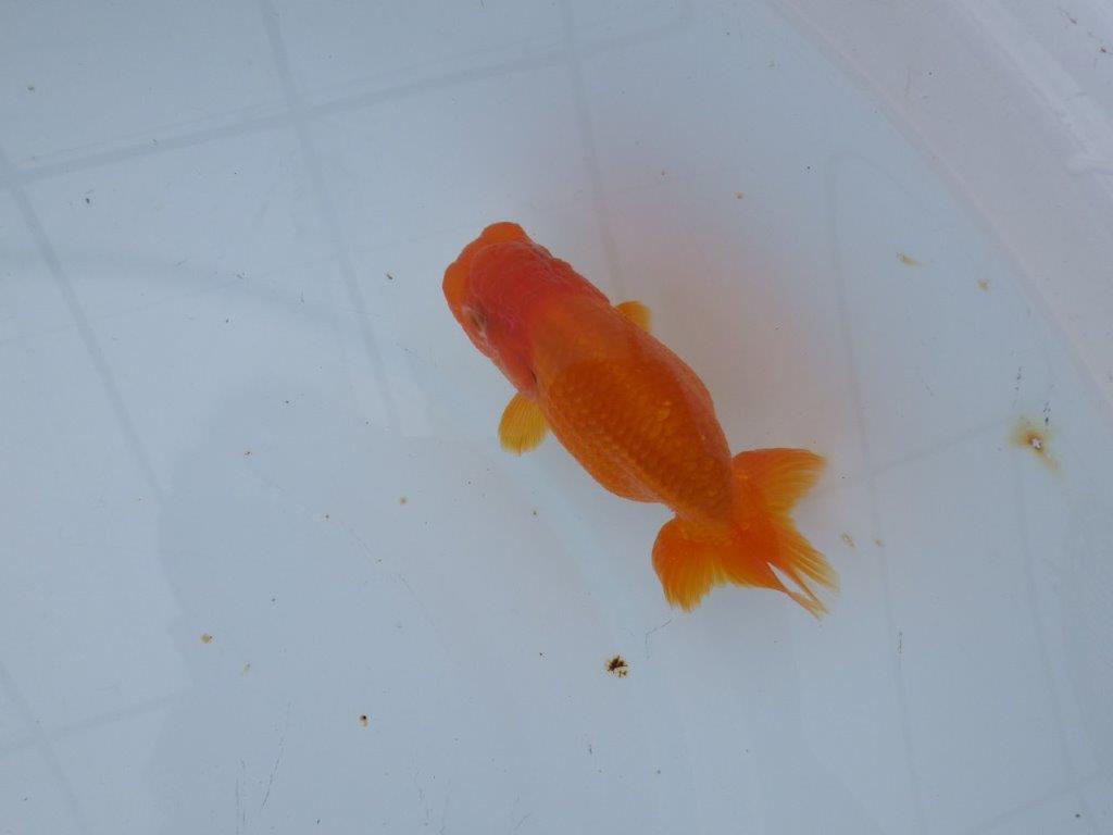 【 愛知超優良系統様】管理魚当歳らんちゅう B 四ッ尾 二本舵 約11㎝ メス?