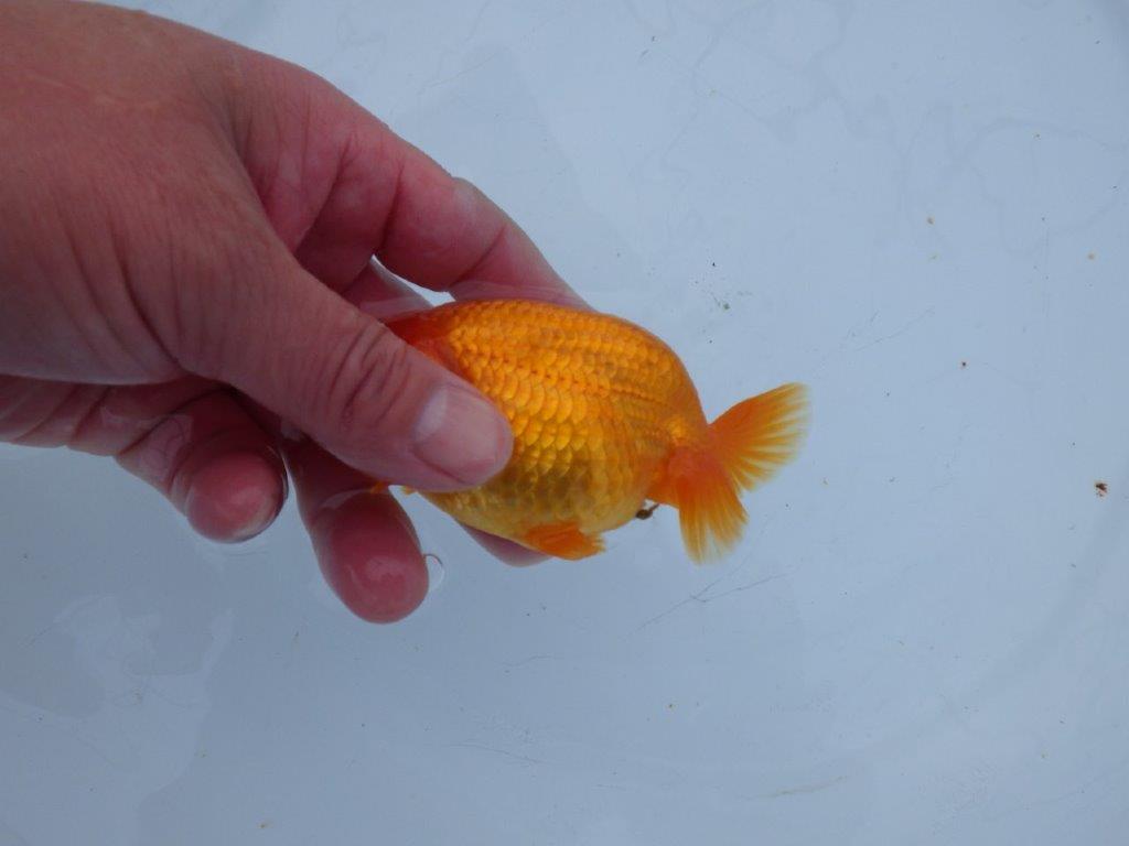 【 愛知超優良系統様】管理魚当歳らんちゅう B 四ッ尾 二本舵 約11㎝ メス?