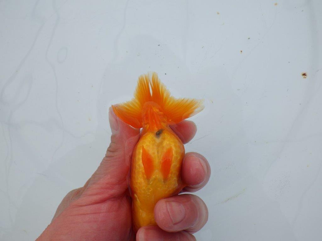 【 愛知超優良系統様】管理魚当歳らんちゅう B 四ッ尾 二本舵 約11㎝ メス?