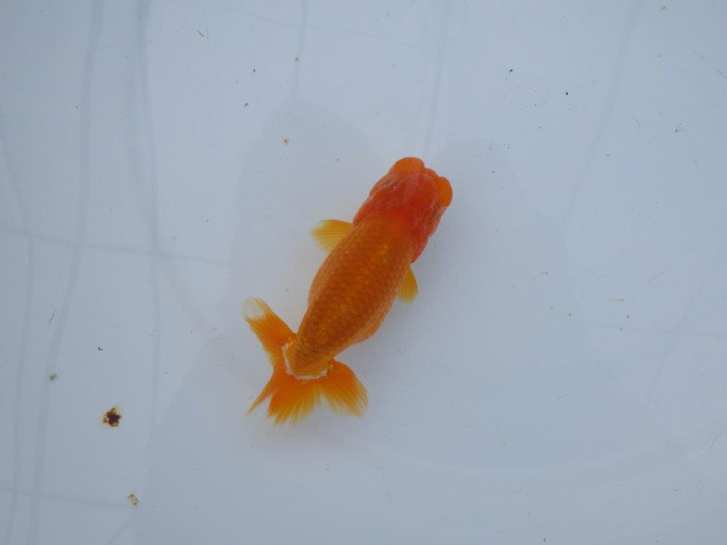 【 愛知超優良系統様】管理魚当歳らんちゅう C 四ッ尾 二本舵 約11,5㎝  オス