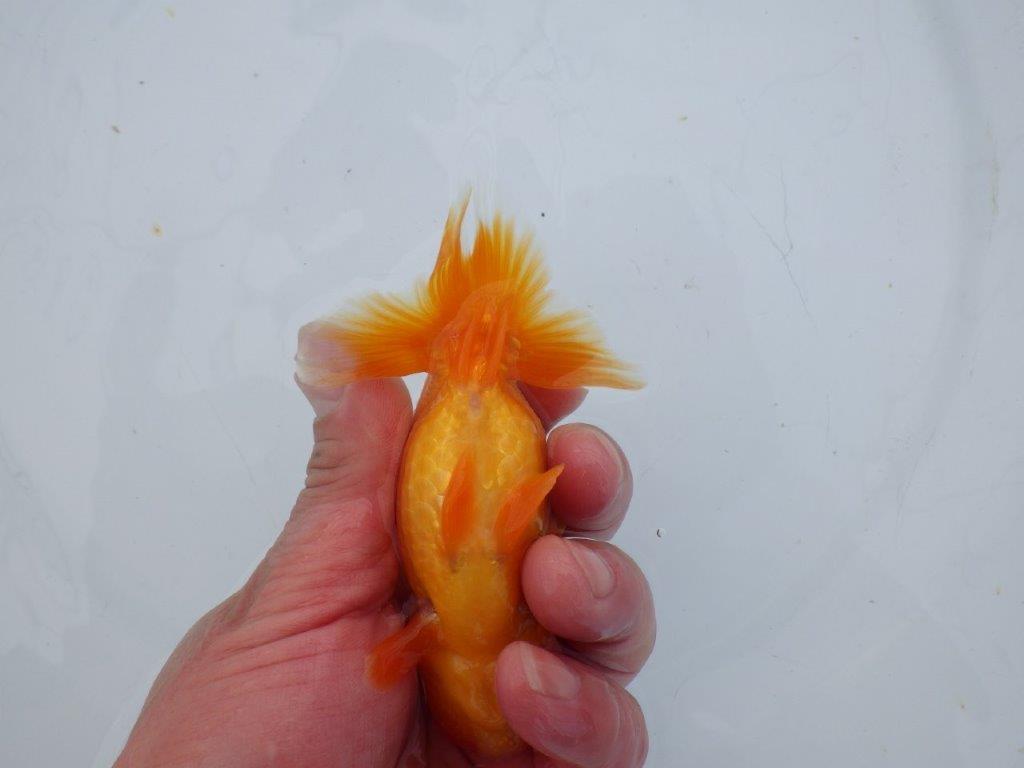 【 愛知超優良系統様】管理魚当歳らんちゅう C 四ッ尾 二本舵 約11,5㎝  オス