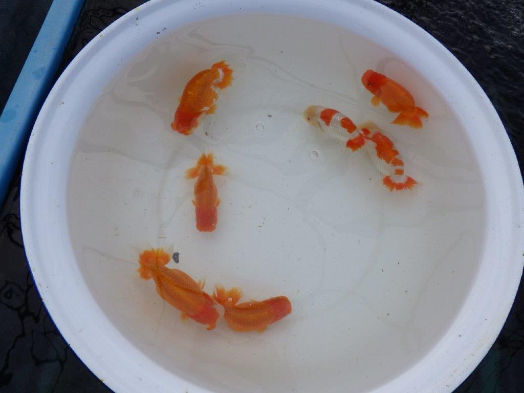 【 愛知超優良系統様】管理魚当歳らんちゅう D 四ッ尾 二本舵 約12㎝  オス