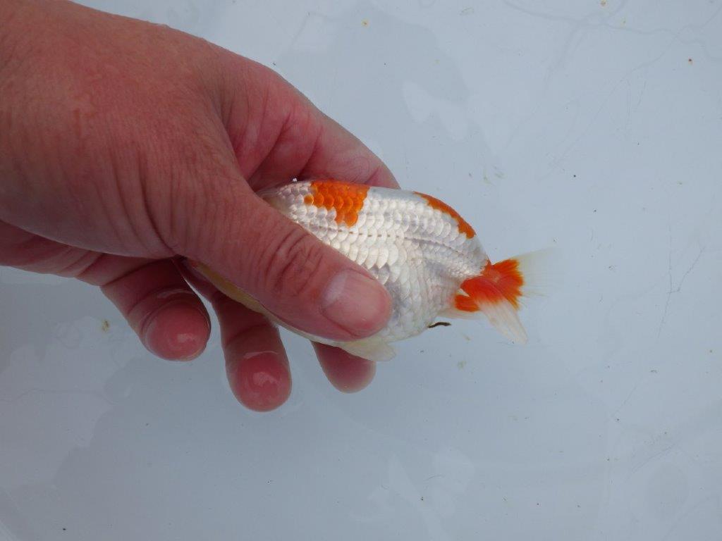 【 愛知超優良系統様】管理魚当歳らんちゅう D 四ッ尾 二本舵 約12㎝  オス