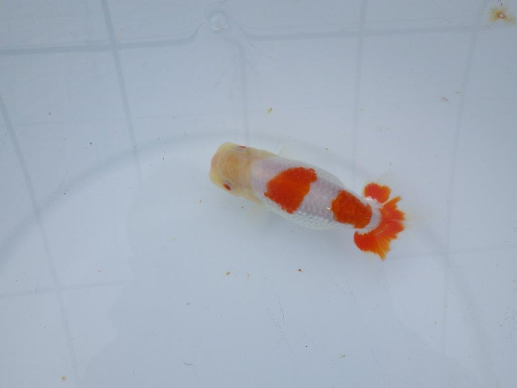 【 愛知超優良系統様】管理魚当歳らんちゅう D 四ッ尾 二本舵 約12㎝  オス