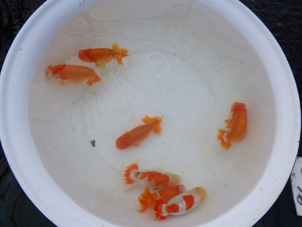 【 愛知超優良系統様】管理魚当歳らんちゅう E 四ッ尾 二本舵 約13㎝  メス