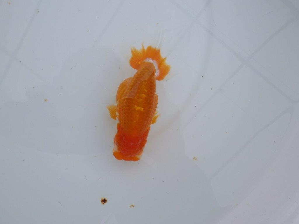 【 愛知超優良系統様】管理魚当歳らんちゅう E 四ッ尾 二本舵 約13㎝  メス