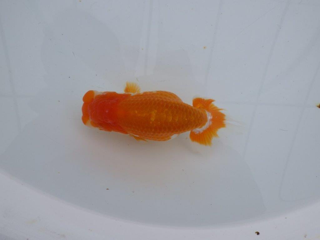 【 愛知超優良系統様】管理魚当歳らんちゅう E 四ッ尾 二本舵 約13㎝  メスの上身