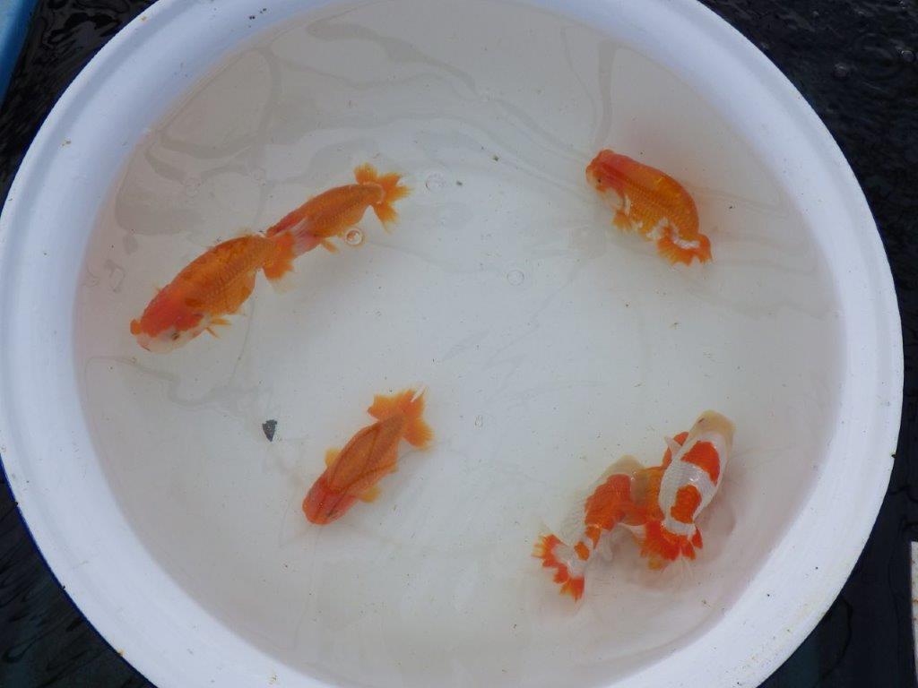 【 愛知超優良系統様】管理魚当歳らんちゅう F 四ッ尾 二本舵 約13㎝  メス