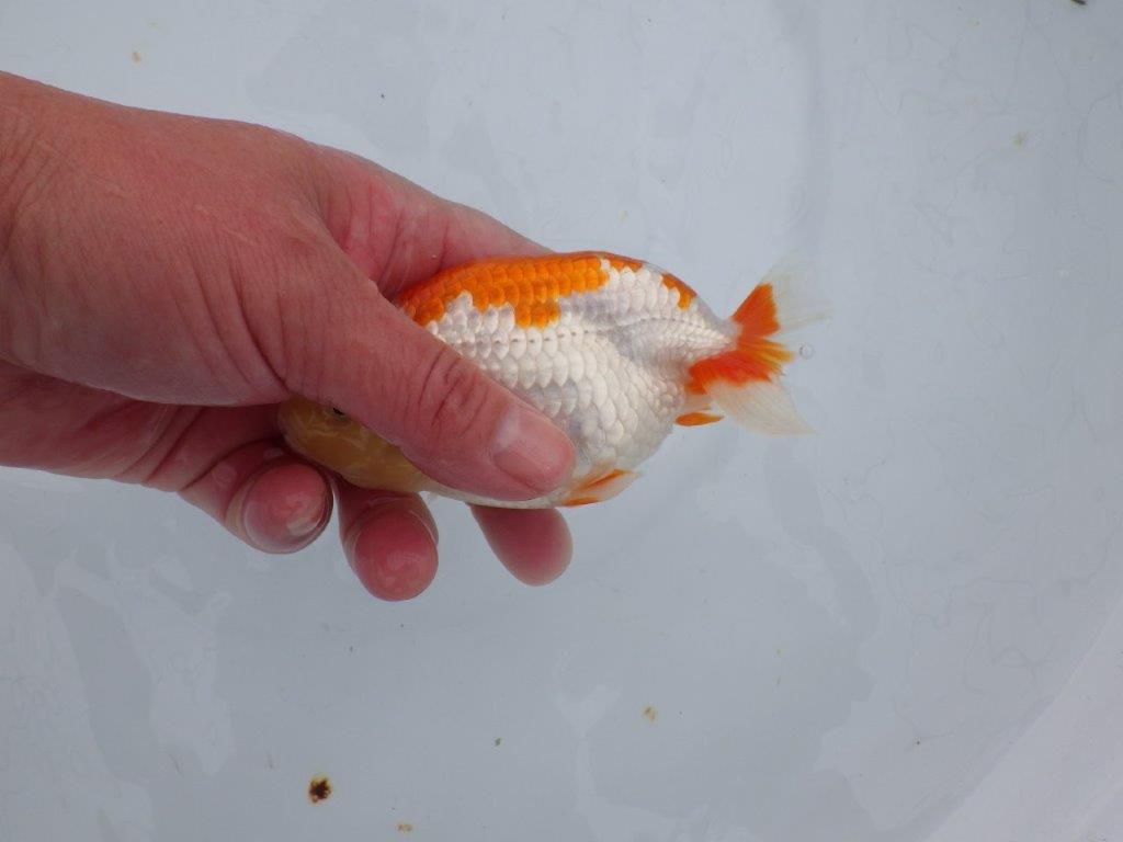 【 愛知超優良系統様】管理魚当歳らんちゅう F 四ッ尾 二本舵 約13㎝  メス