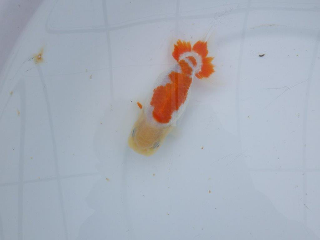 【 愛知超優良系統様】管理魚当歳らんちゅう F 四ッ尾 二本舵 約13㎝  メス