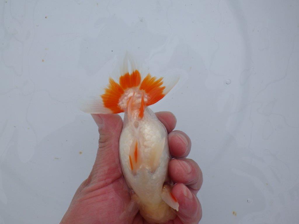 【 愛知超優良系統様】管理魚当歳らんちゅう F 四ッ尾 二本舵 約13㎝  メス