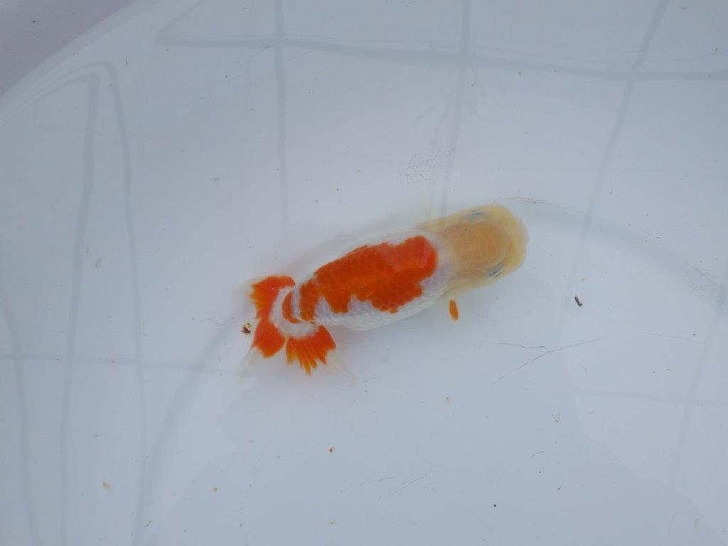 【 愛知超優良系統様】管理魚当歳らんちゅう F 四ッ尾 二本舵 約13㎝  メス