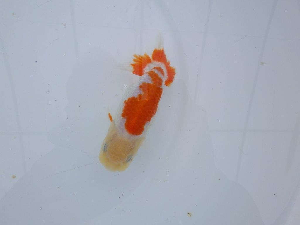 【 愛知超優良系統様】管理魚当歳らんちゅう F 四ッ尾 二本舵 約13㎝  メスの上身