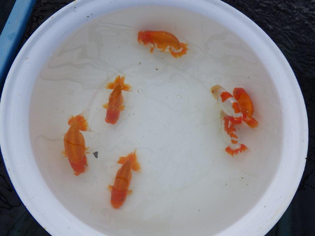 【 愛知超優良系統様】管理魚当歳らんちゅう G 四ッ尾 二本舵 約13㎝  オス