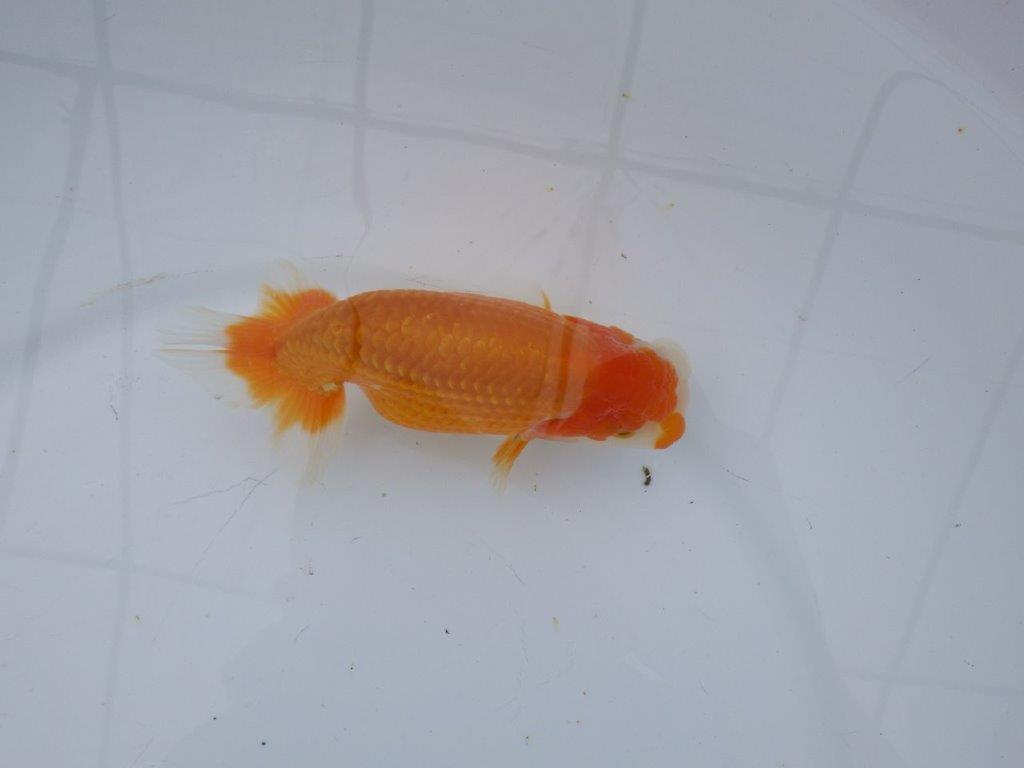 【 愛知超優良系統様】管理魚当歳らんちゅう G 四ッ尾 二本舵 約13㎝  オス