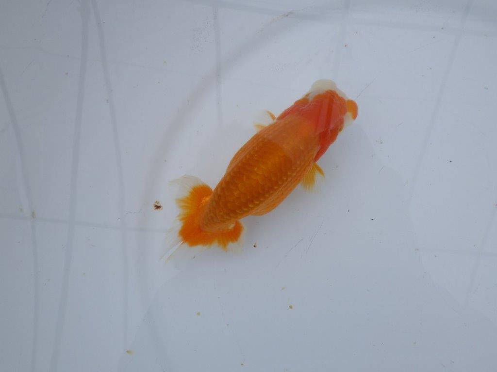 【 愛知超優良系統様】管理魚当歳らんちゅう G 四ッ尾 二本舵 約13㎝  オス