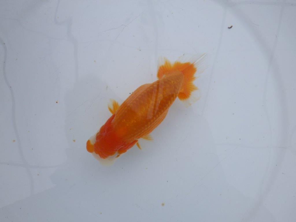 【 愛知超優良系統様】管理魚当歳らんちゅう G 四ッ尾 二本舵 約13㎝  オスの上身