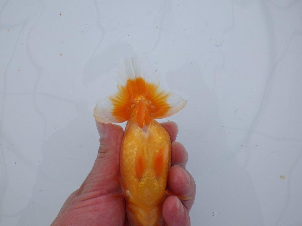 【 愛知超優良系統様】管理魚当歳らんちゅう G 四ッ尾 二本舵 約13㎝  オス