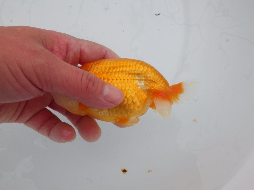 【 愛知超優良系統様】管理魚当歳らんちゅう G 四ッ尾 二本舵 約13㎝  オス