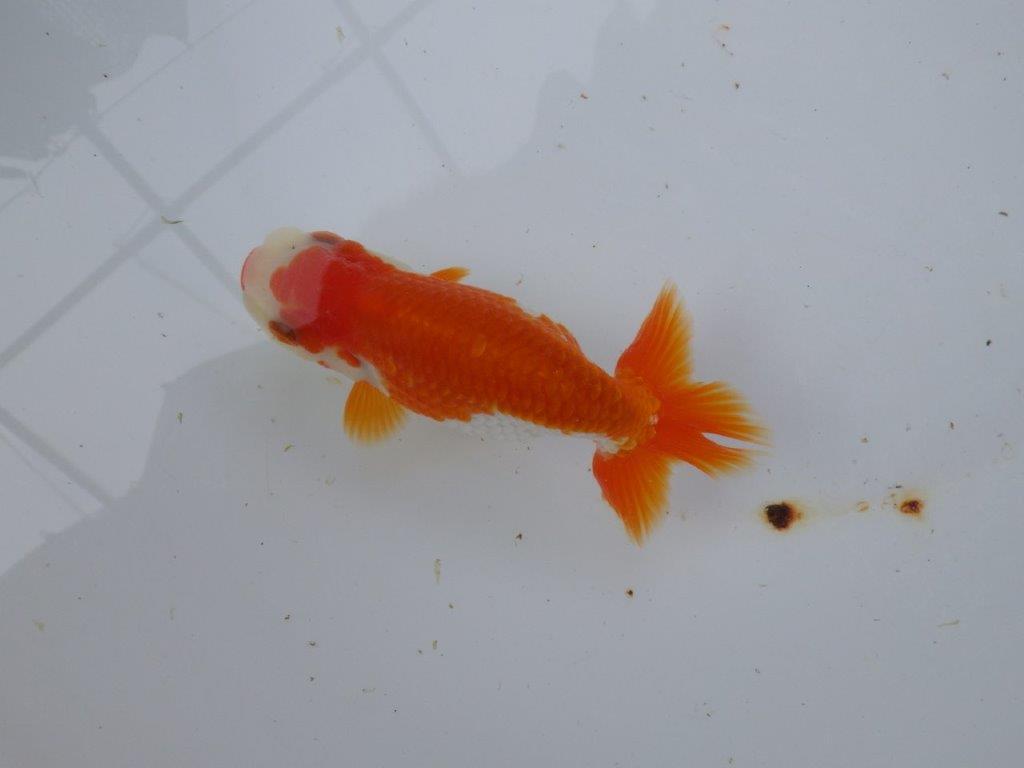 【 愛知超優良系統様】管理魚当歳らんちゅう H 四ッ尾 二本舵 約12,5㎝  メス