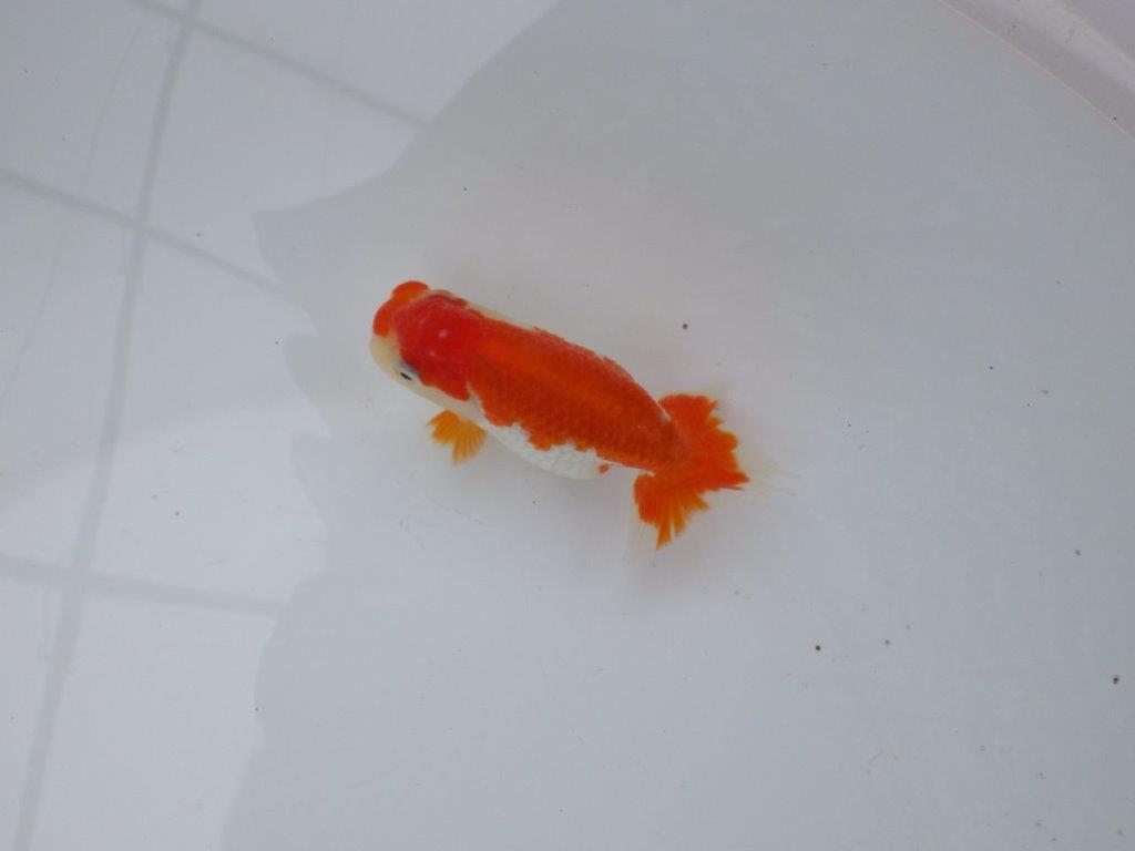 【 愛知超優良系統様】管理魚当歳らんちゅう I 四ッ尾 二本舵 約11,5㎝  メス