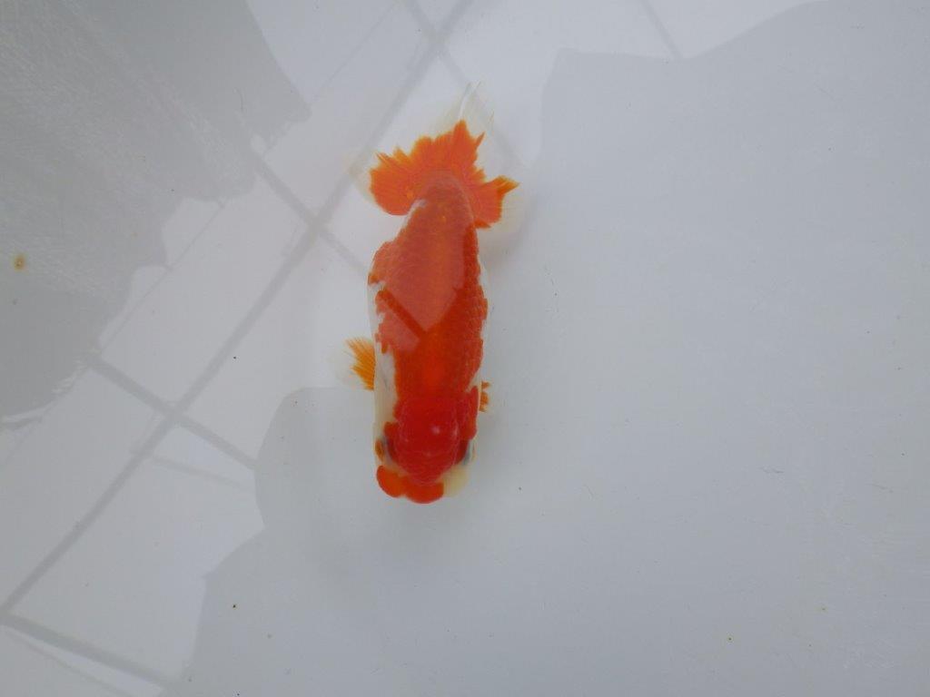 【 愛知超優良系統様】管理魚当歳らんちゅう I 四ッ尾 二本舵 約11,5㎝  メス