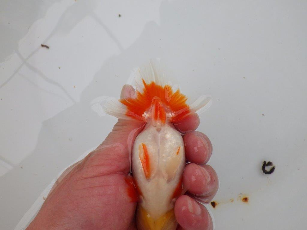 【 愛知超優良系統様】管理魚当歳らんちゅう I 四ッ尾 二本舵 約11,5㎝  メス