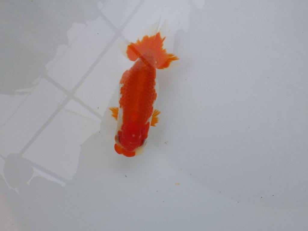 【 愛知超優良系統様】管理魚当歳らんちゅう I 四ッ尾 二本舵 約11,5㎝  メス