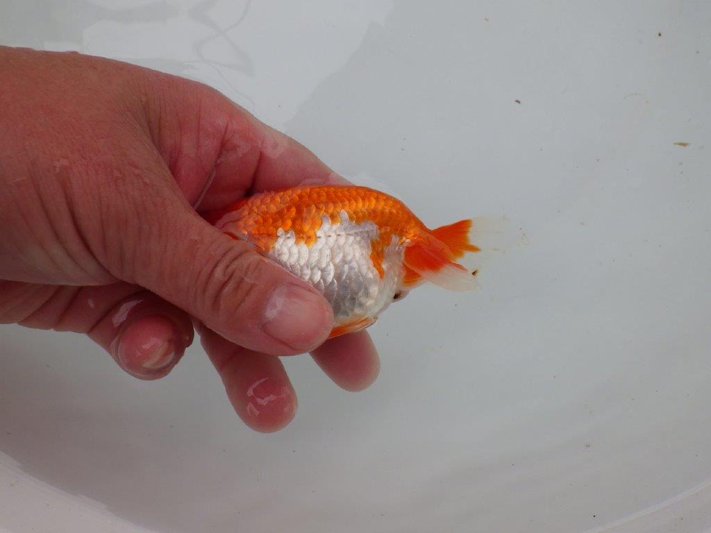 【 愛知超優良系統様】管理魚当歳らんちゅう I 四ッ尾 二本舵 約11,5㎝  メス