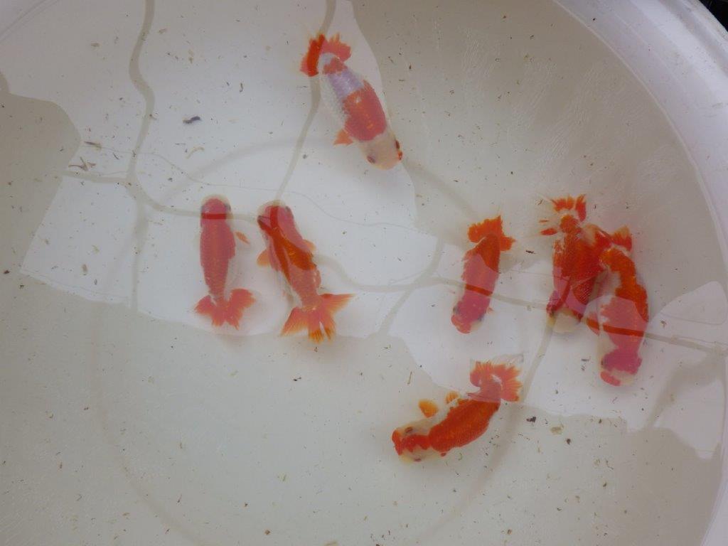 【 愛知超優良系統様】管理魚当歳らんちゅう J 四ッ尾 二本舵 約12㎝  メス