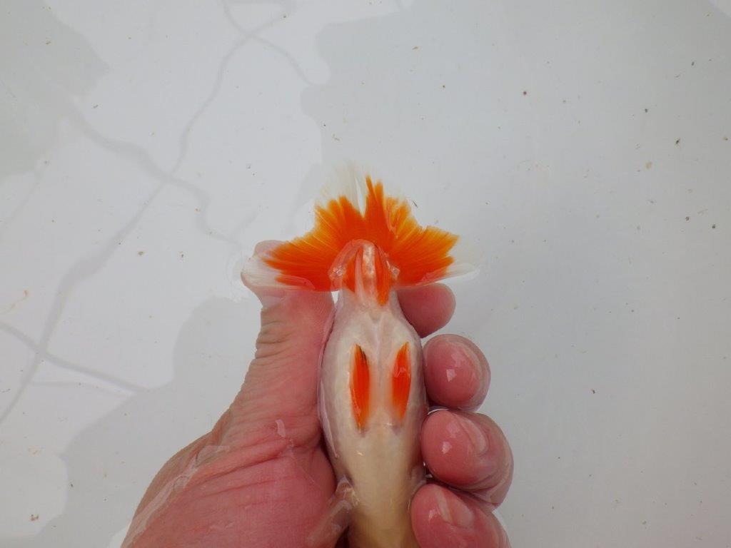 【 愛知超優良系統様】管理魚当歳らんちゅう J 四ッ尾 二本舵 約12㎝  メス