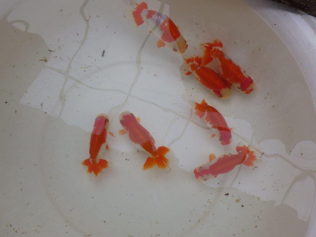 【 愛知超優良系統様】管理魚当歳らんちゅう K 四ッ尾 二本舵 約12,5㎝  メス