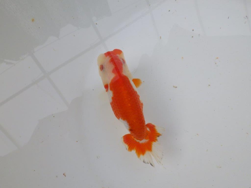 【 愛知超優良系統様】管理魚当歳らんちゅう K 四ッ尾 二本舵 約12,5㎝  メス