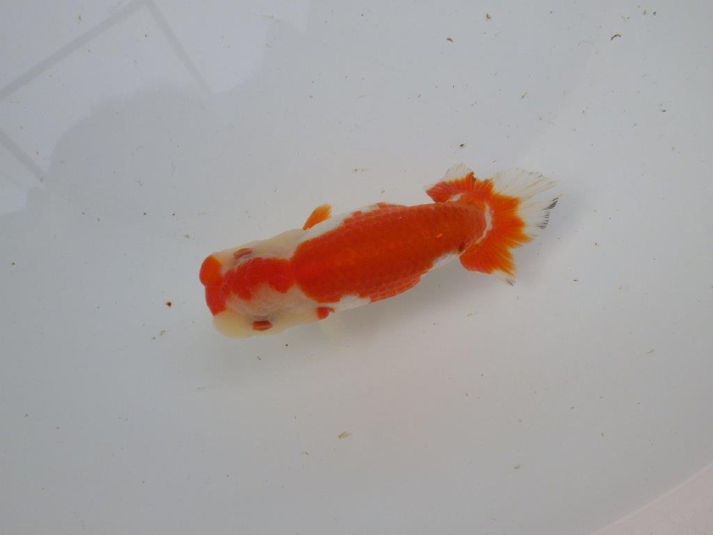 【 愛知超優良系統様】管理魚当歳らんちゅう K 四ッ尾 二本舵 約12,5㎝  メス