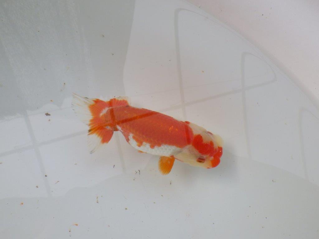 【 愛知超優良系統様】管理魚当歳らんちゅう K 四ッ尾 二本舵 約12,5㎝  メス