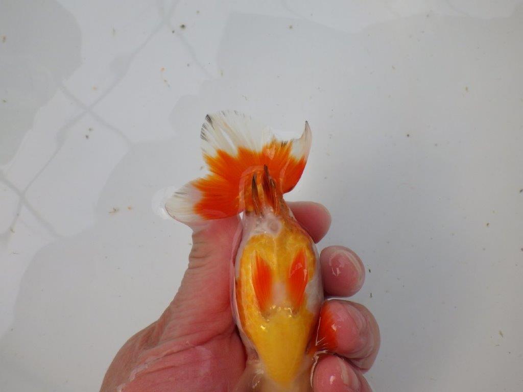 【 愛知超優良系統様】管理魚当歳らんちゅう K 四ッ尾 二本舵 約12,5㎝  メス