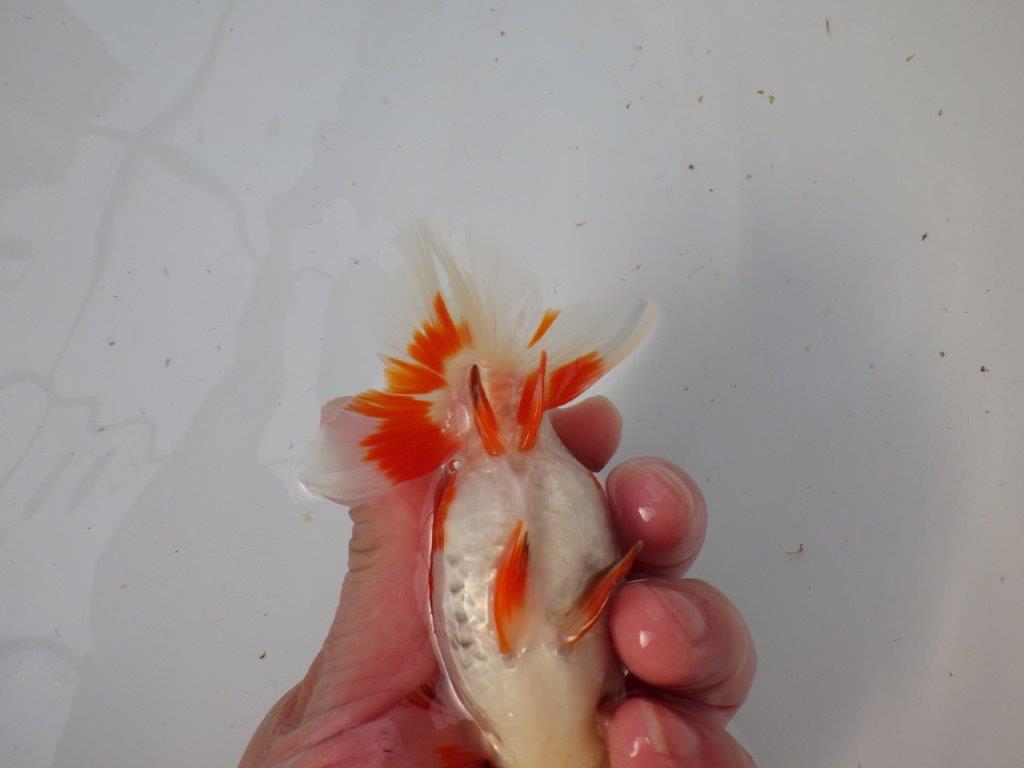 【 愛知超優良系統様】管理魚当歳らんちゅう L 四ッ尾 二本舵 約12,5㎝  メス