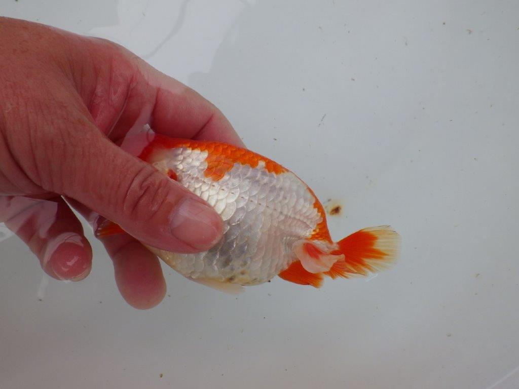 【 愛知超優良系統様】管理魚当歳らんちゅう M 四ッ尾 二本舵 約13㎝ メス