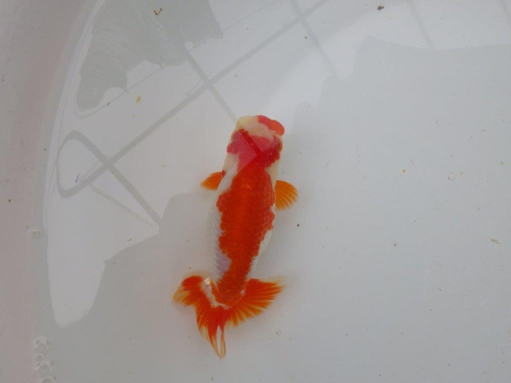 【 愛知超優良系統様】管理魚当歳らんちゅう M 四ッ尾 二本舵 約13㎝ メス