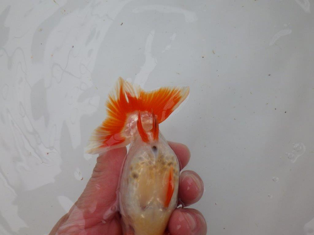 【 愛知超優良系統様】管理魚当歳らんちゅう M 四ッ尾 二本舵 約13㎝ メス