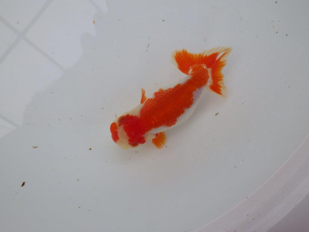 【 愛知超優良系統様】管理魚当歳らんちゅう M 四ッ尾 二本舵 約13㎝ メス