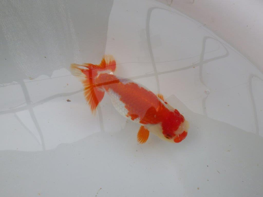 【 愛知超優良系統様】管理魚当歳らんちゅう M 四ッ尾 二本舵 約13㎝ メス