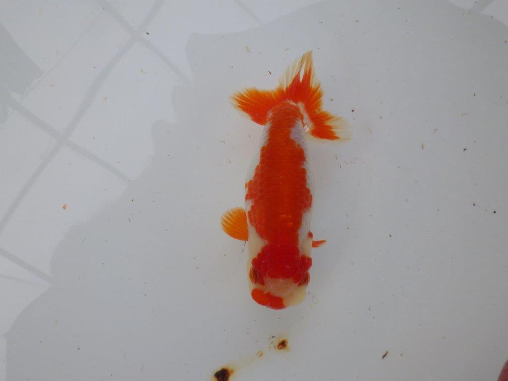 【 愛知超優良系統様】管理魚当歳らんちゅう M 四ッ尾 二本舵 約13㎝  メスの上身