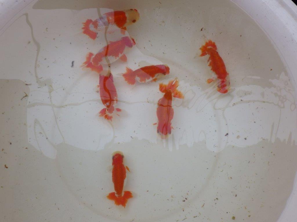 【 愛知超優良系統様】管理魚当歳らんちゅう M 四ッ尾 二本舵 約13㎝ メス