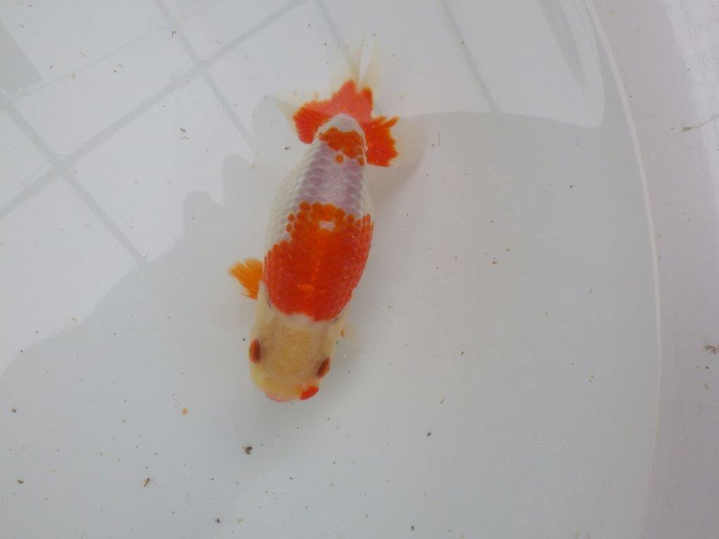 【 愛知超優良系統様】管理魚当歳らんちゅう N 四ッ尾 二本舵 約13,5㎝  メス