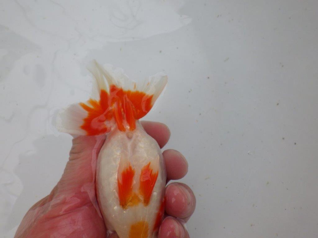 【 愛知超優良系統様】管理魚当歳らんちゅう N 四ッ尾 二本舵 約13,5㎝  メス