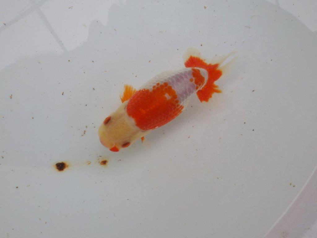 【 愛知超優良系統様】管理魚当歳らんちゅう N 四ッ尾 二本舵 約13,5㎝  メス